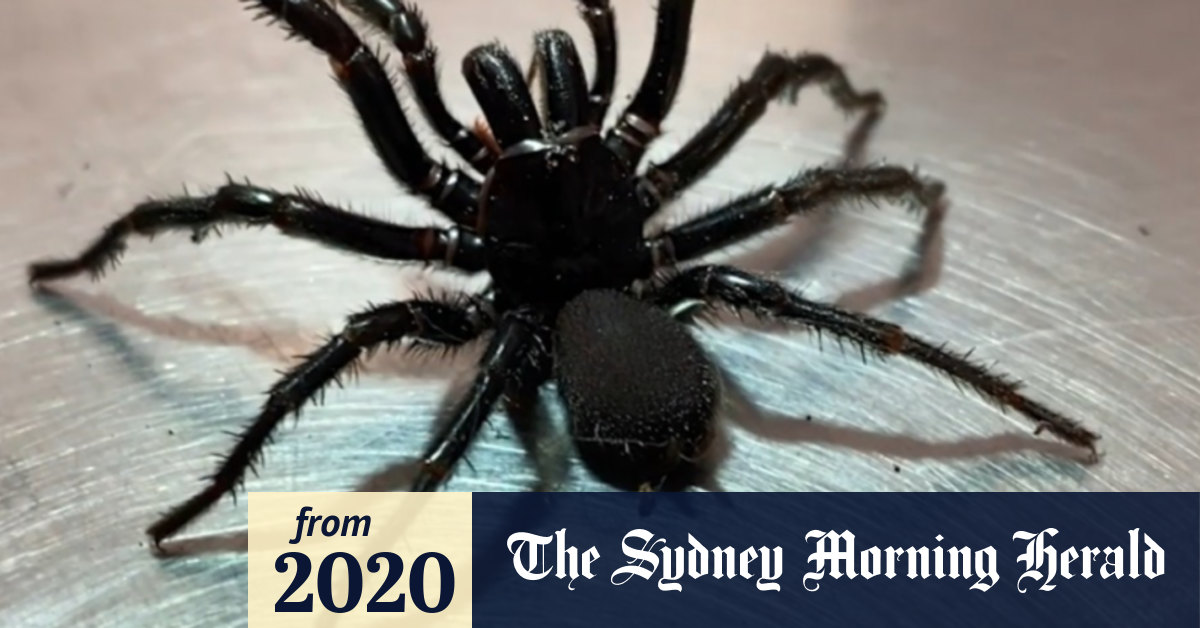 Video Funnel web spider warning across parts of NSW